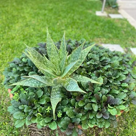 Rocamar Apartman Avola